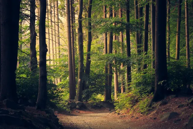 Luz del sol entre árboles de un bosque
